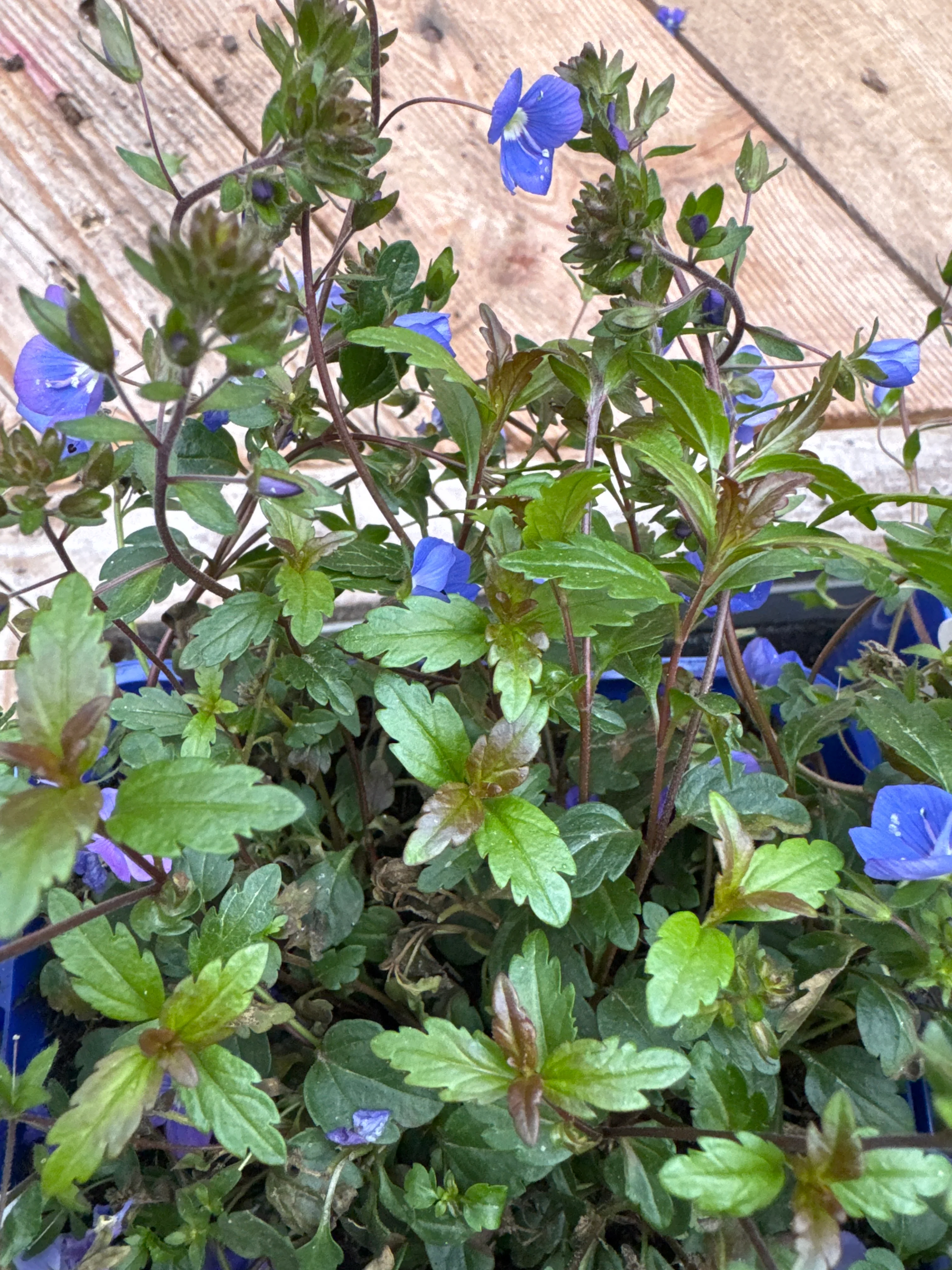 Veronica Georgia Blue - Image 3
