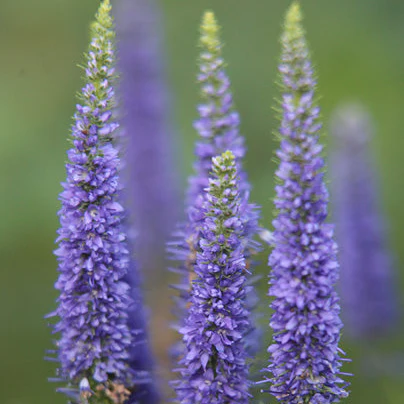 Veronica 'Ulster Blue Dwarf' - Image 2