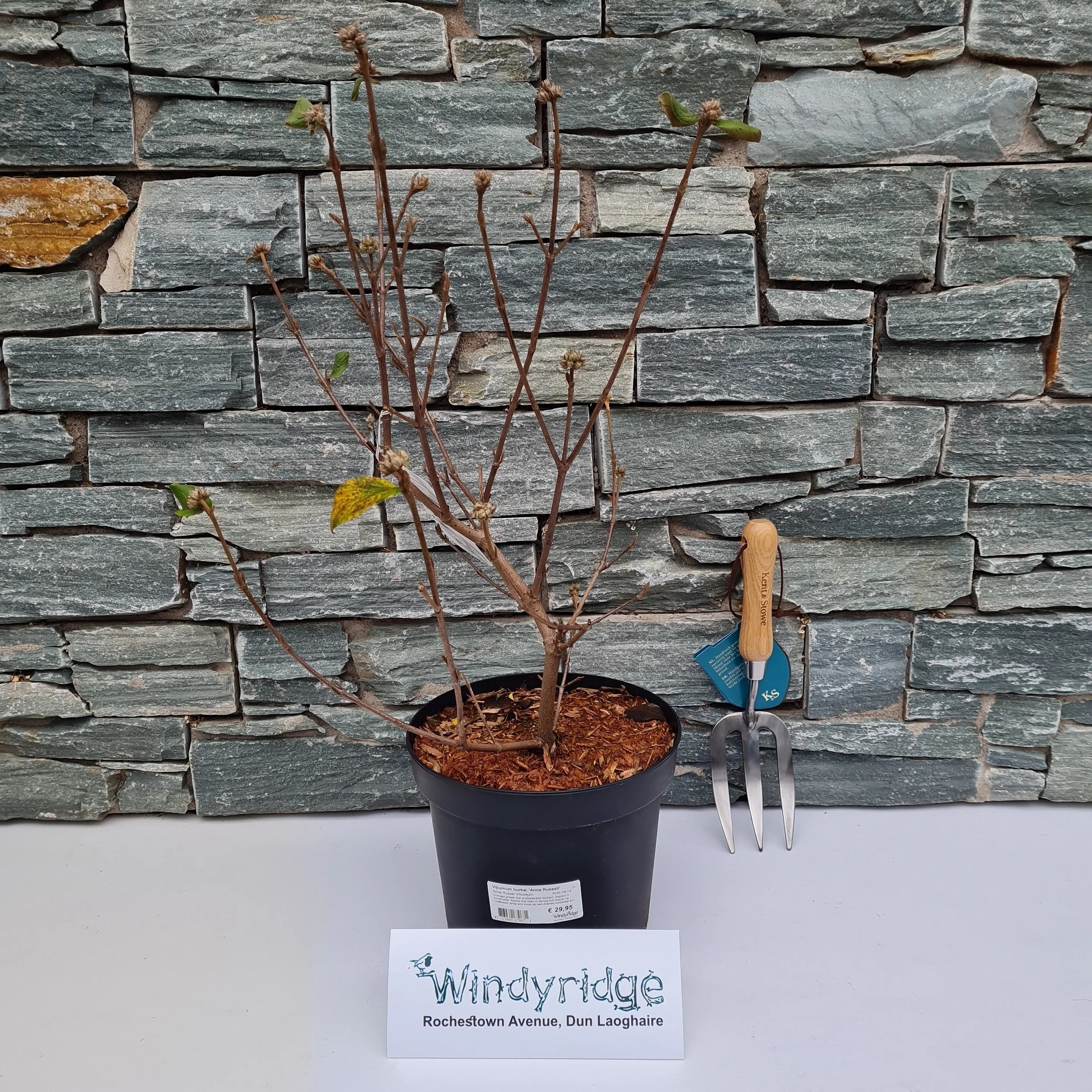 Viburnum burkw. Anne Russell 50-60 CM C5 - Image 2