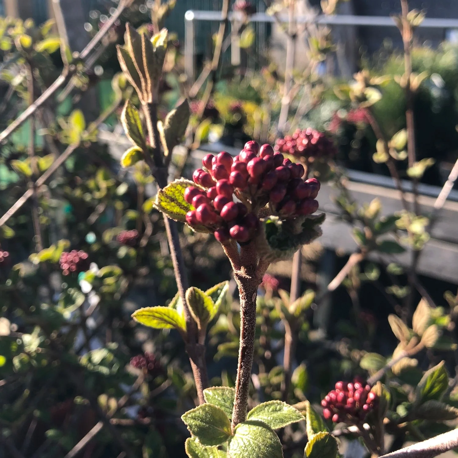 VIBURNUM CARLESII DIANA
