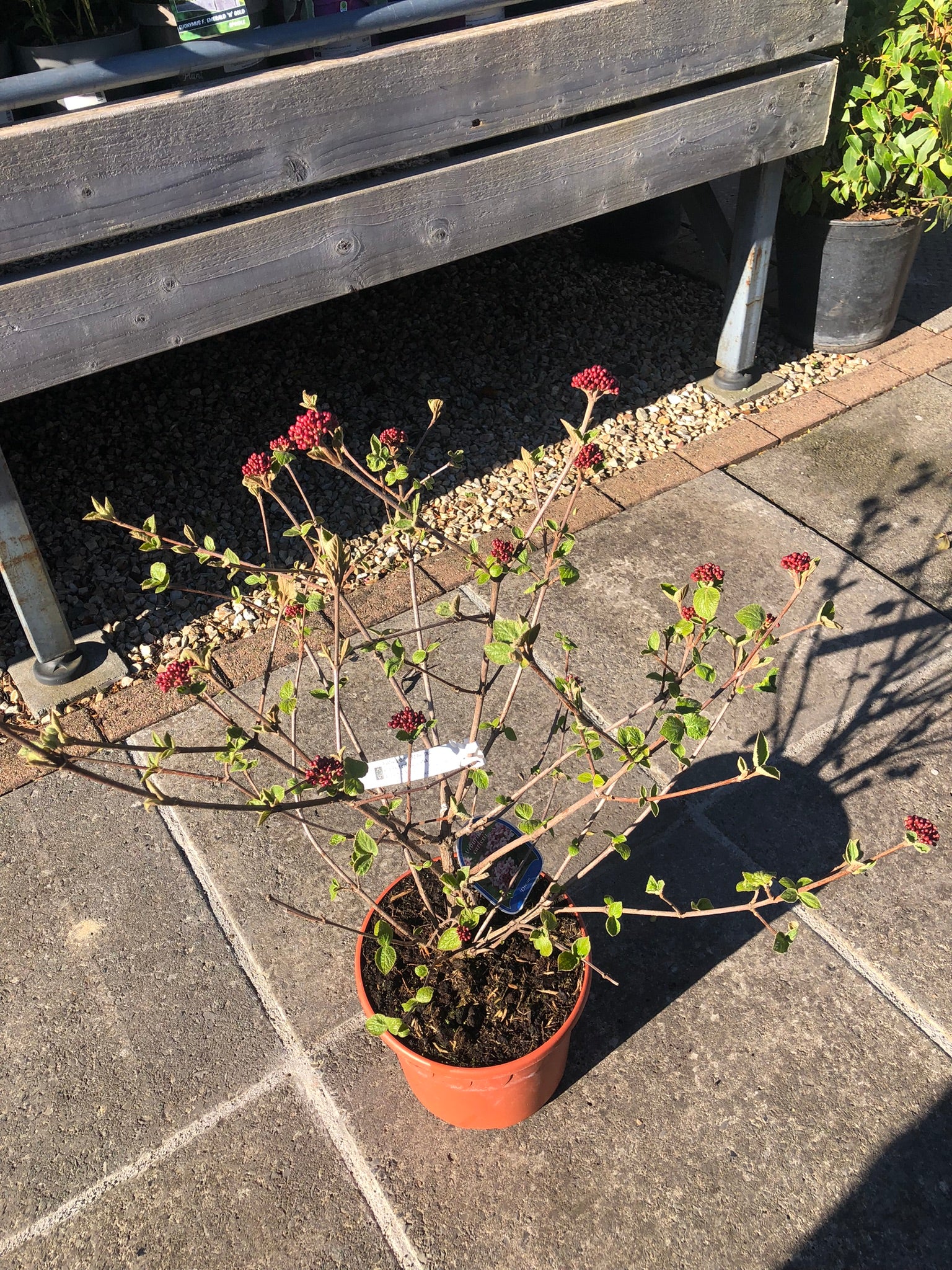 VIBURNUM CARLESII DIANA - Image 2