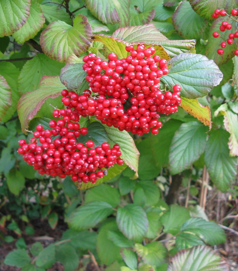 Viburnum dilatatum Sealing Wax