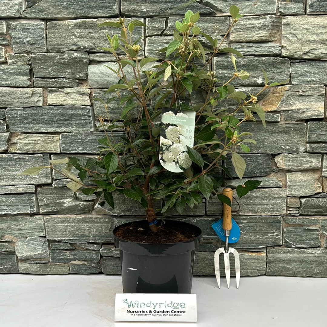 Viburnum Eskimo - Image 2