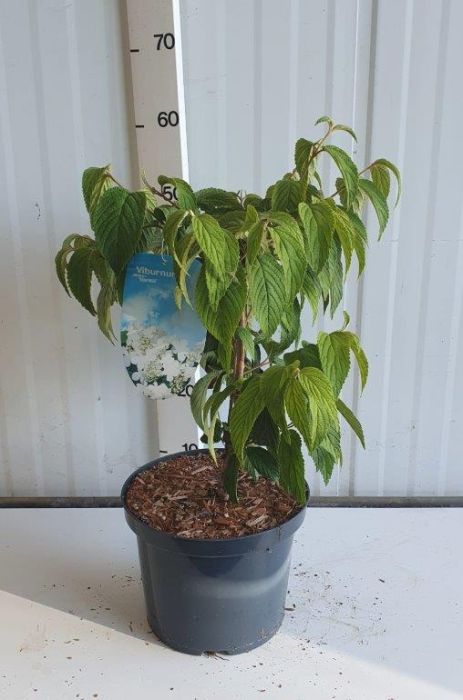 Viburnum Mariesii - Image 4