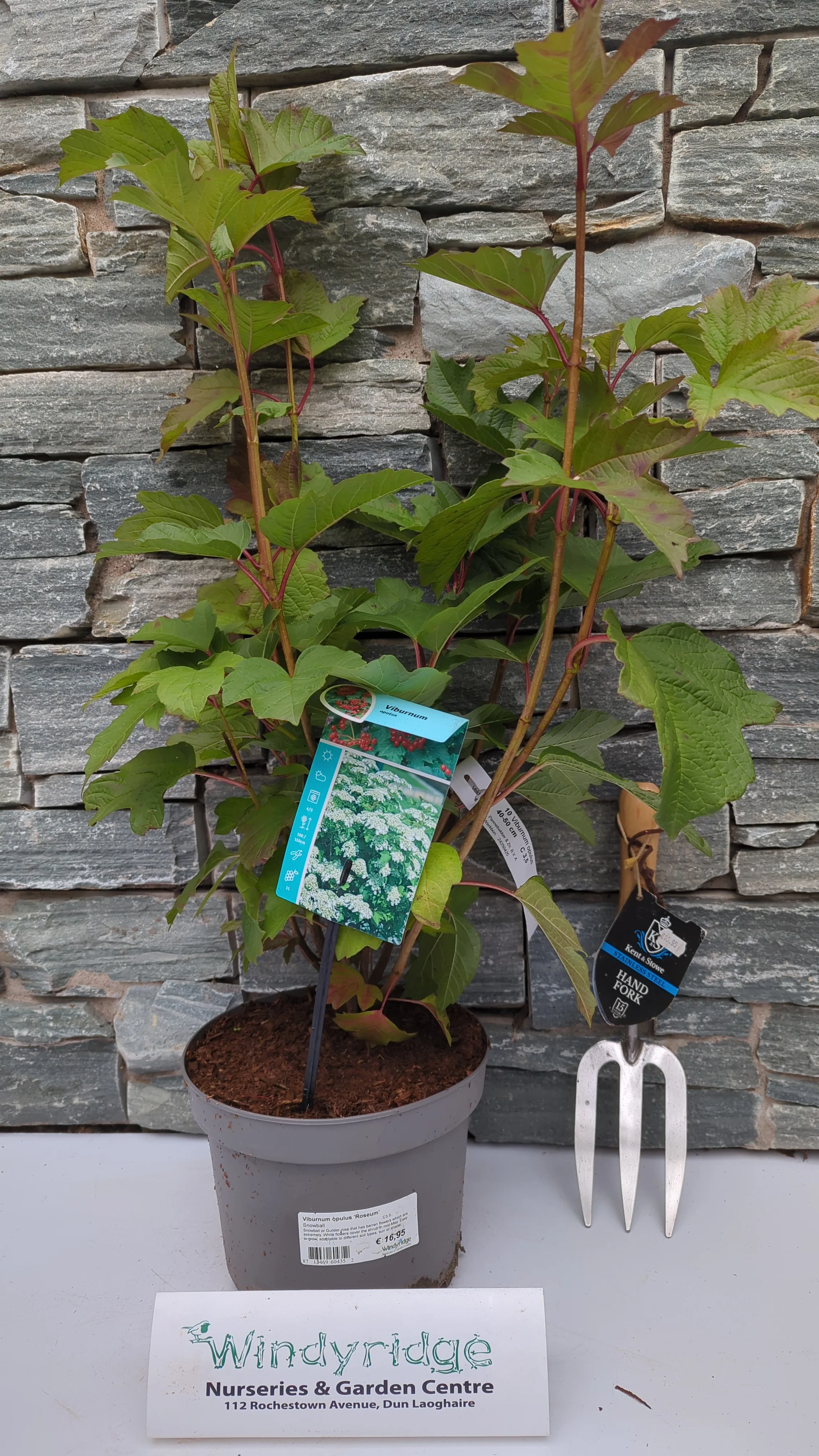 Viburnum opulus Roseum  C3.5 - Image 4
