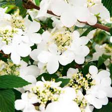 Viburnum plic. Kilimandjaro - Image 2