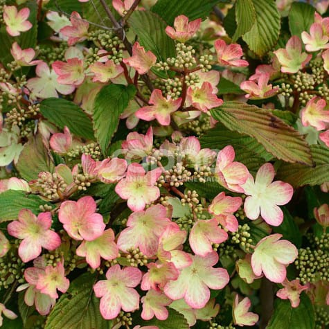 Viburnum plic. Kilimandjaro Sunrise - Image 2
