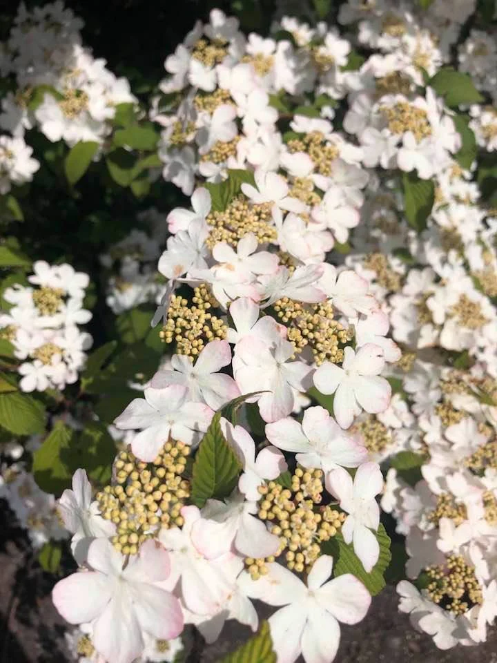 Viburnum plic. Kilimandjaro Sunrise - Image 3