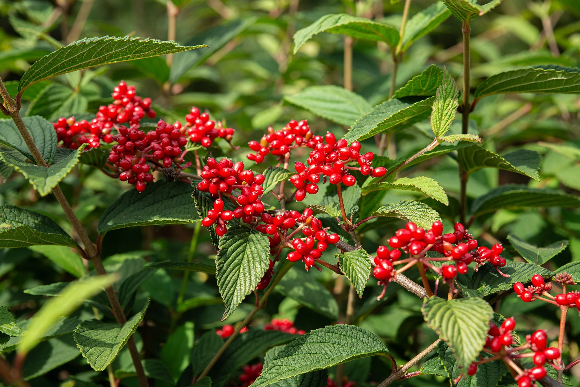 Viburnum plic. Kilimandjaro Sunrise - Image 4