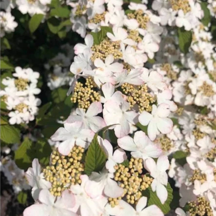 Viburnum plic Kilimandjaro Sunrise PBR - Image 2