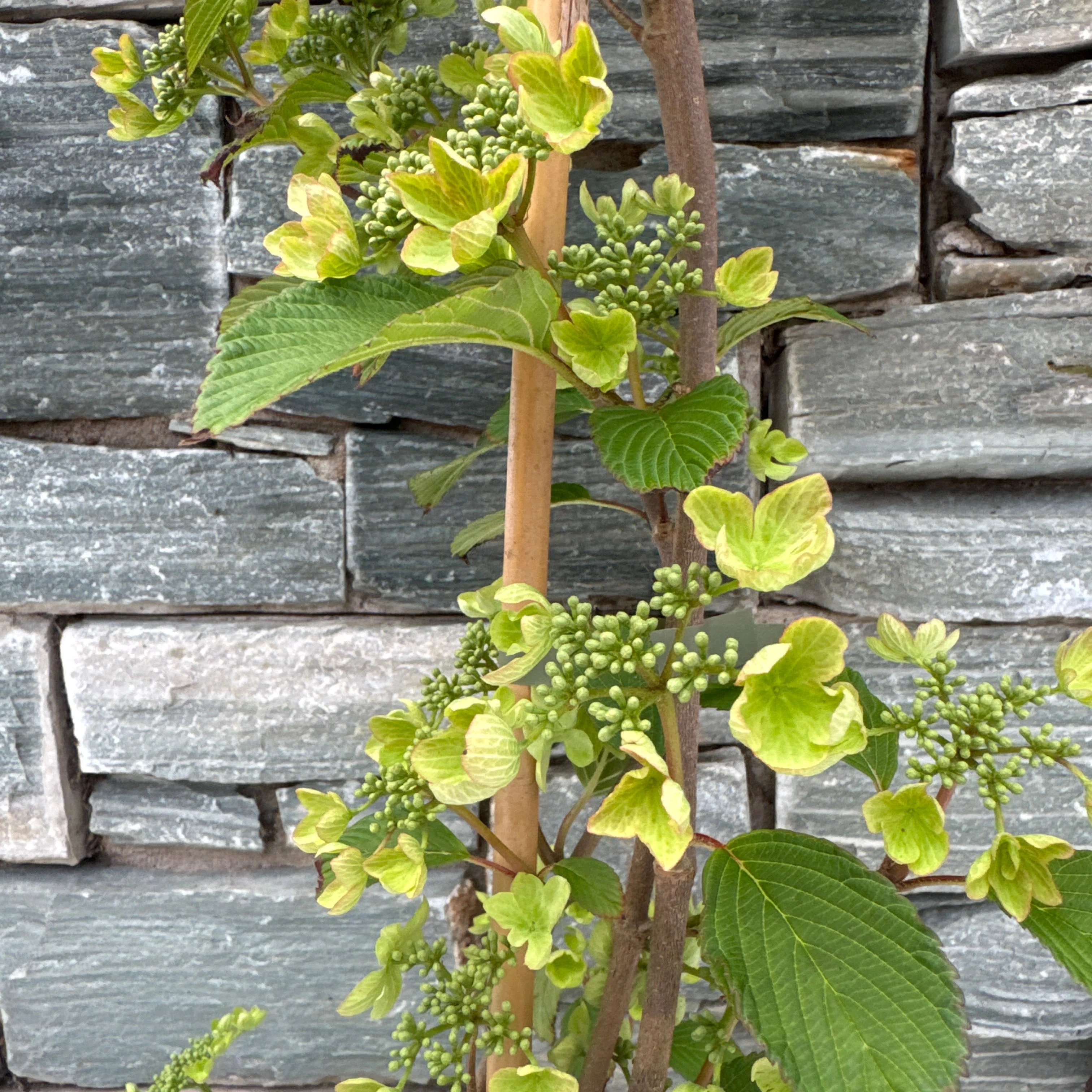 Viburnum plic Kilimandjaro Sunrise PBR - Image 3