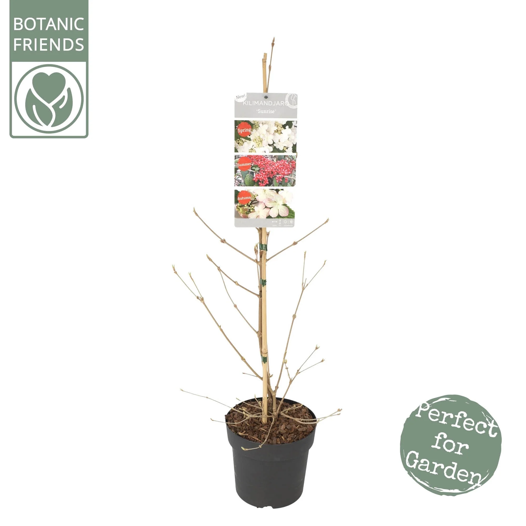 Viburnum plic Kilimandjaro Sunrise PBR - Image 5