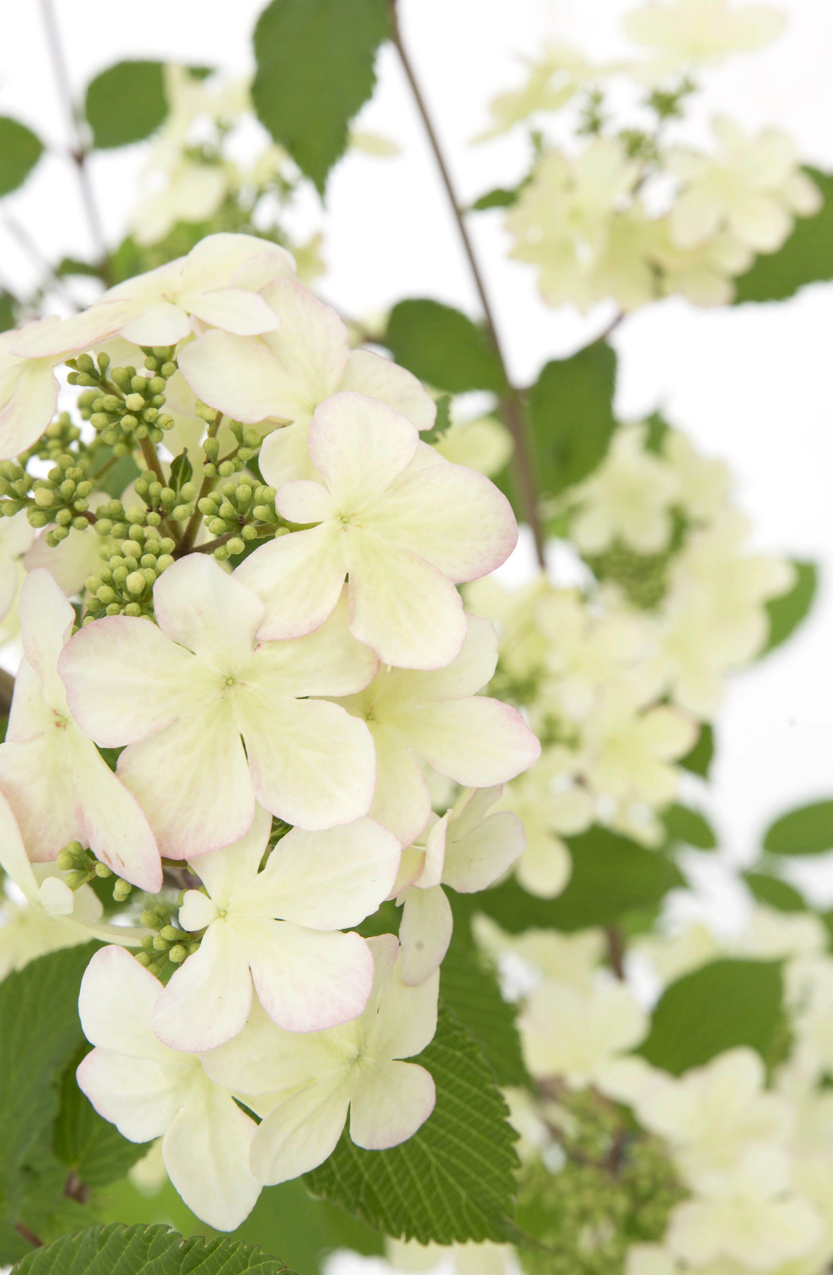 Viburnum plic Kilimandjaro Sunrise PBR - Image 6