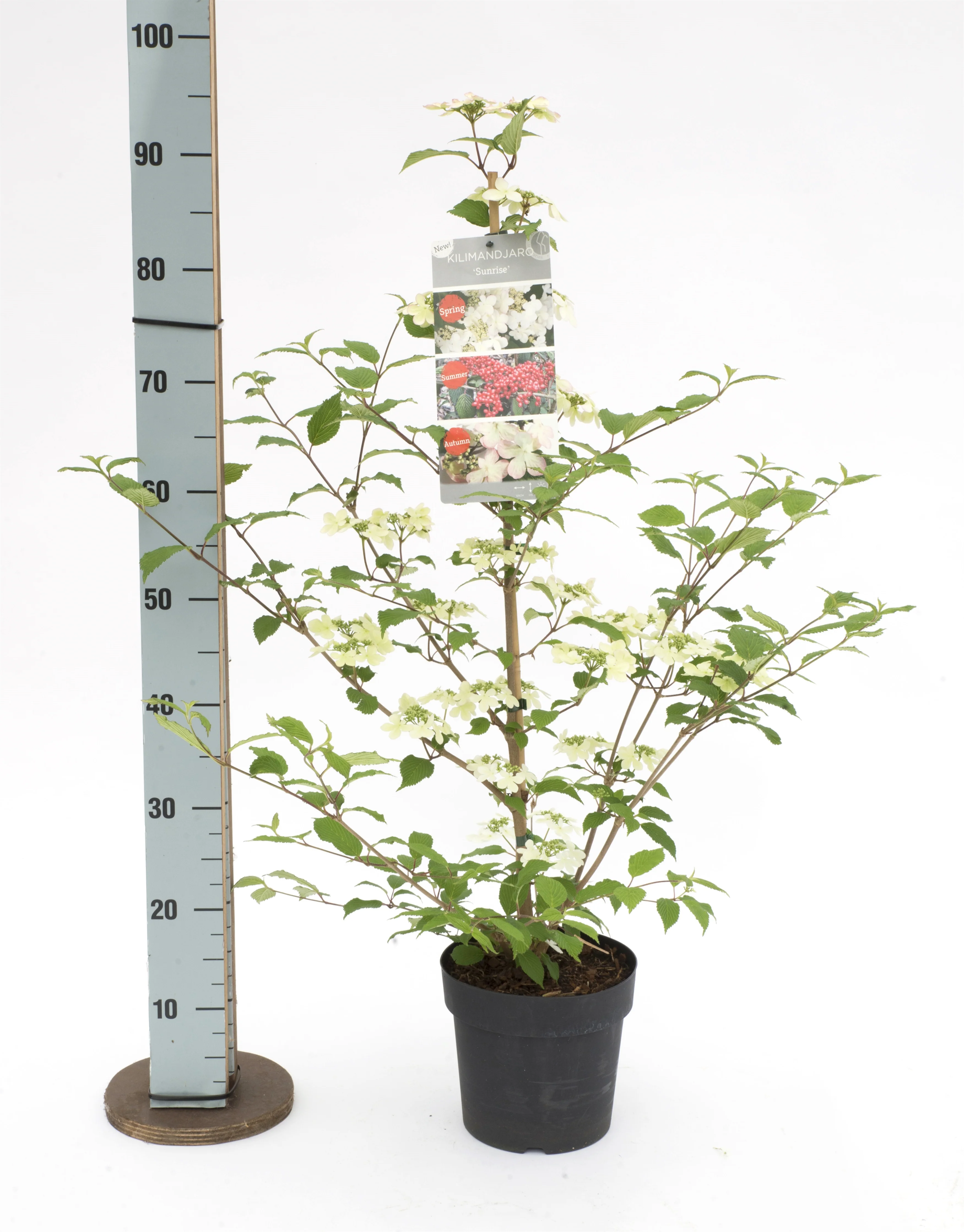 Viburnum plic Kilimandjaro Sunrise PBR - Image 8