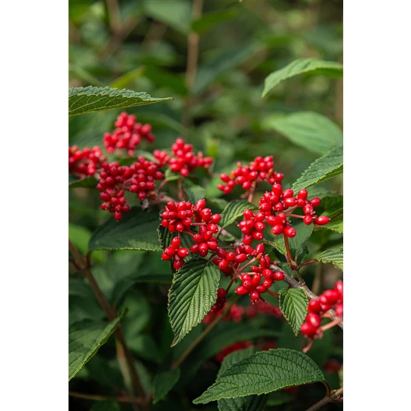 Viburnum plic Kilimandjaro Sunrise PBR - Image 9
