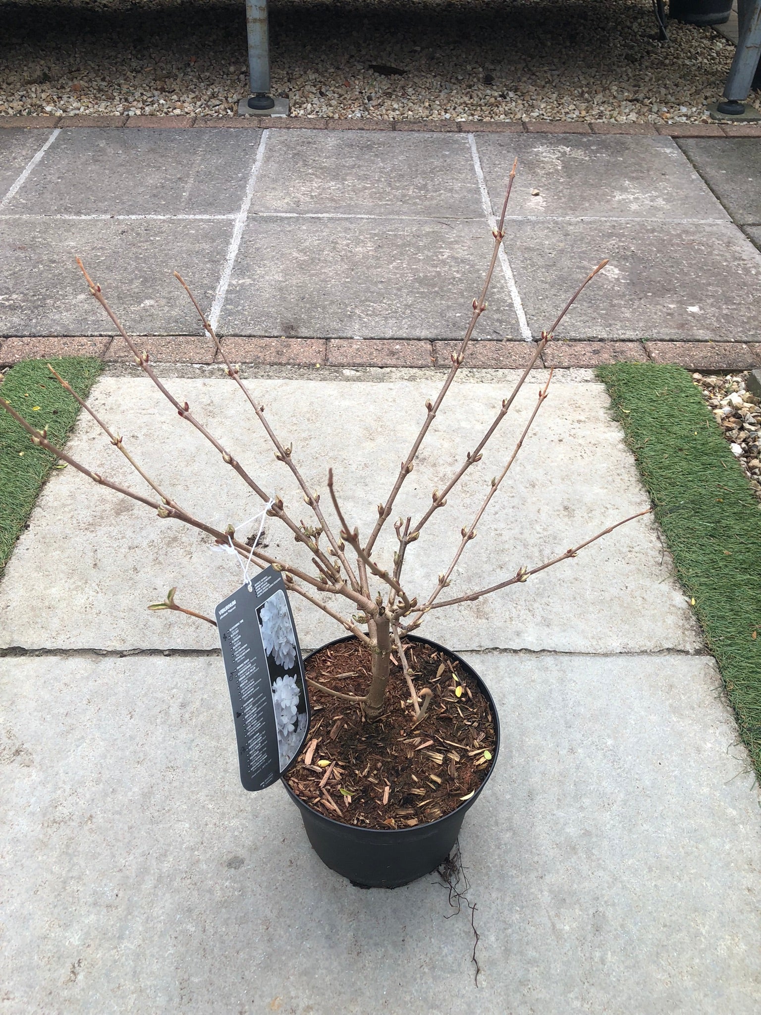 Viburnum plic. Popcorn  40-50 CM - Image 2