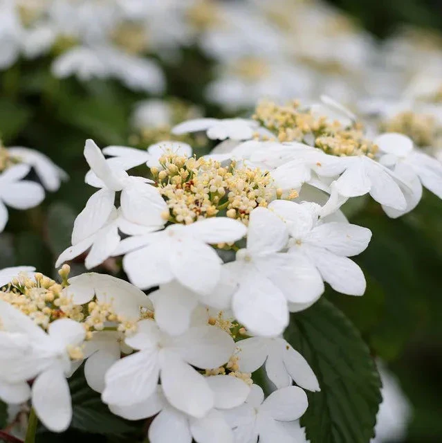 Viburnum plic. Watanabe 3 Ltr pot