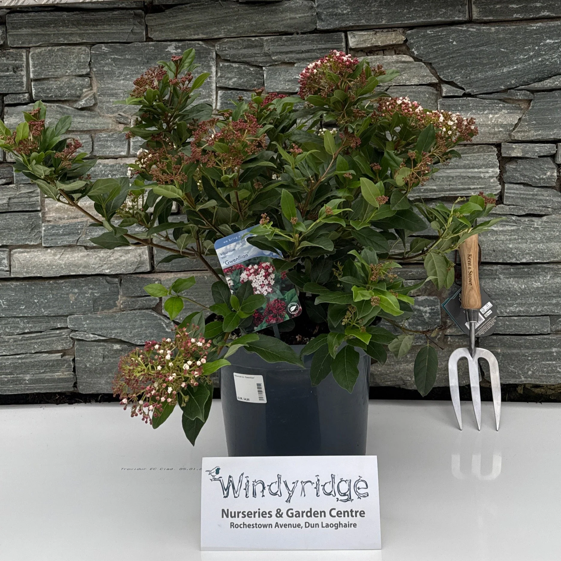 Viburnum tin. Gwenllian