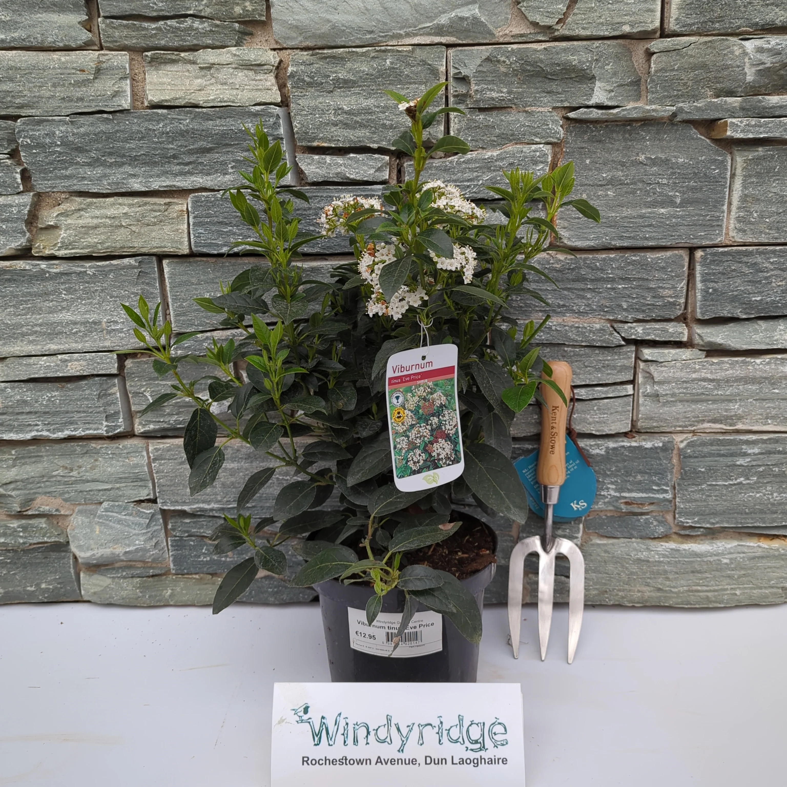 Viburnum tinus Eve Price - Image 2