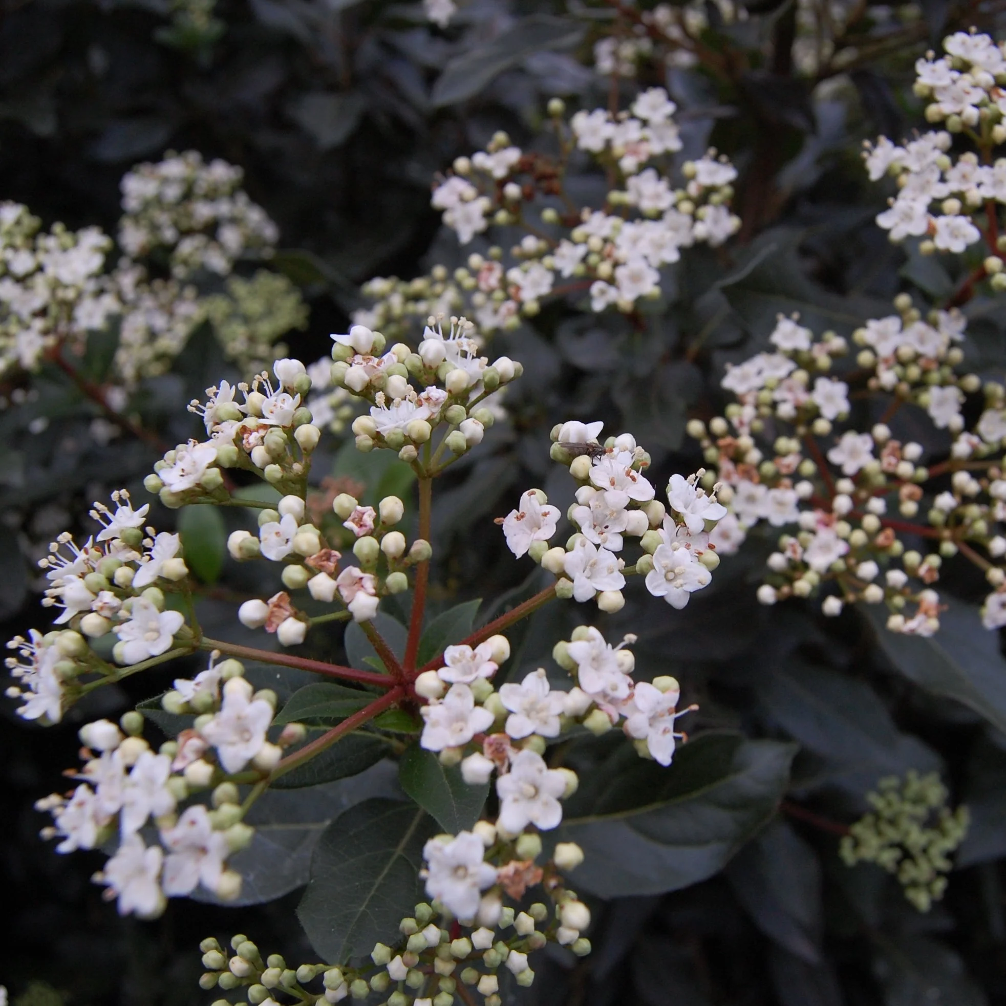 Viburnum tinus Eve Price 3 Ltr pot