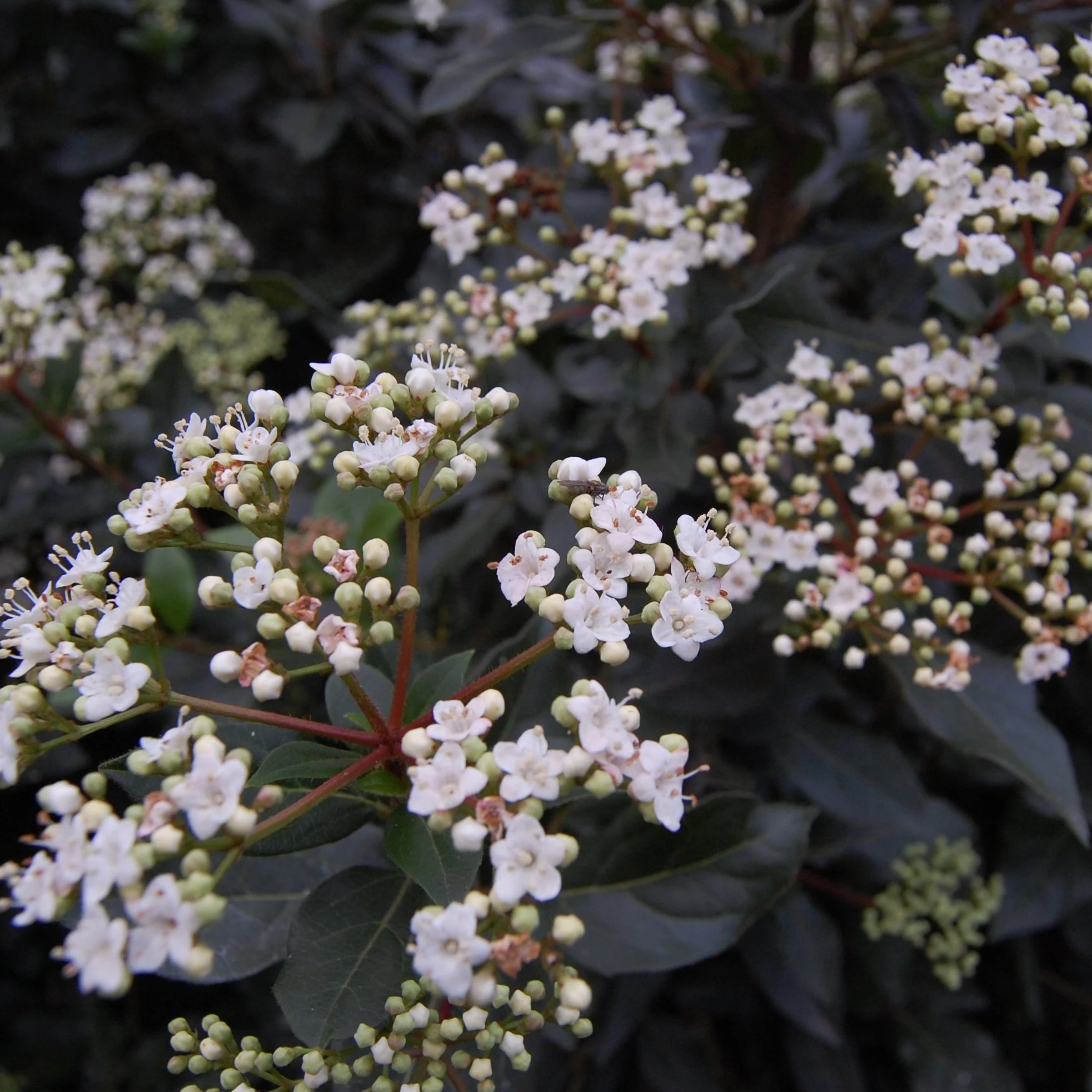 VIBURNUM TINUS EVE PRICE CLT 10