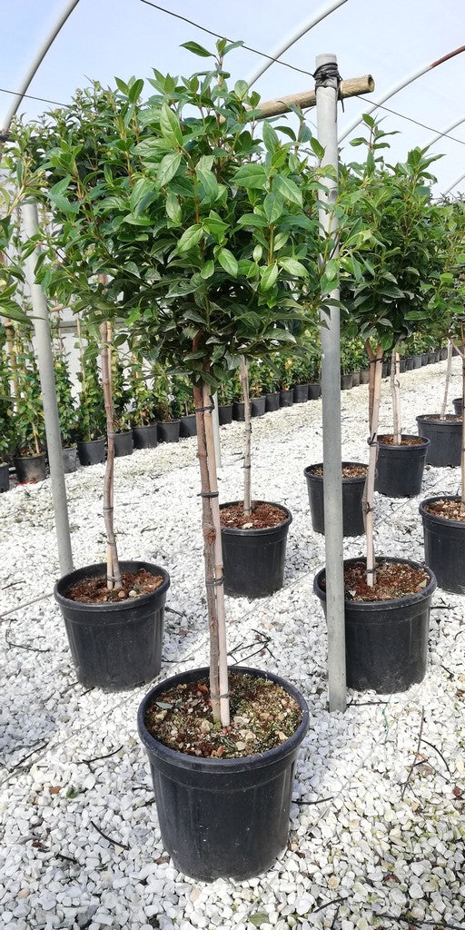 VIBURNUM TINUS EVE PRICE CLT 12 CHIOMA 30 - 40 CM 1/4 STD