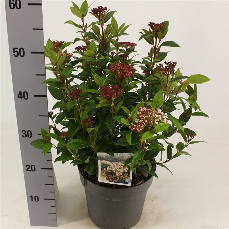 Viburnum tinus Ladybird / 4.5 Ltr pot - Image 3