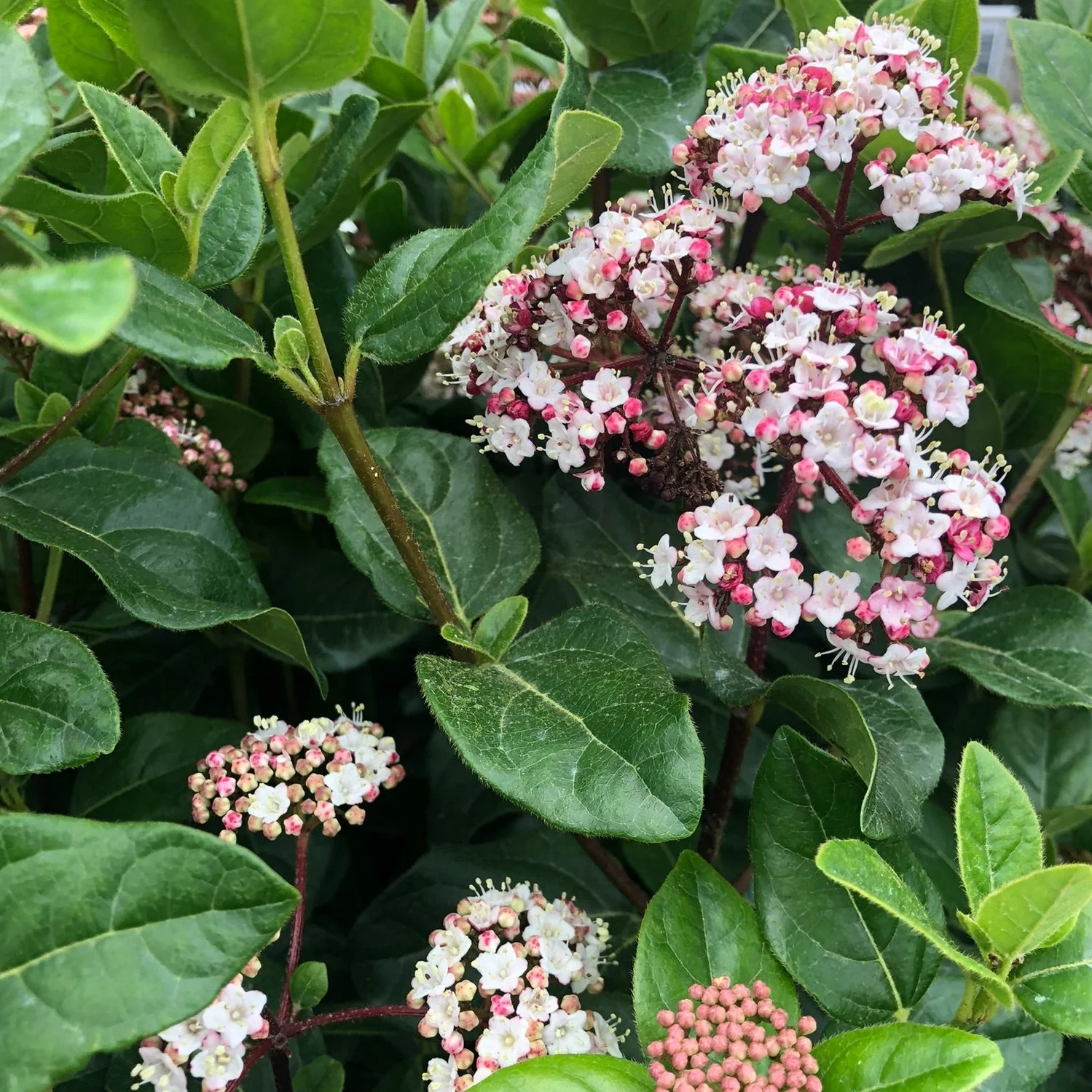 Viburnum tinus LisaRose 5 Ltr pot