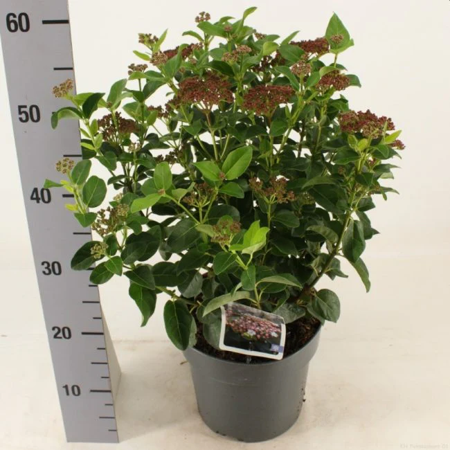 Viburnum tinus LisaRose 5 Ltr pot - Image 2