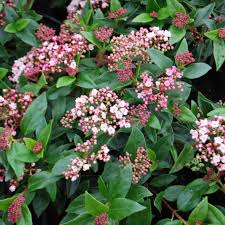 VIBURNUM tinus Spirit  Std 18L - Image 2