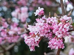Viburnum x bodnantense Dawn