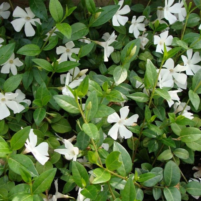 Vinca minor Alba