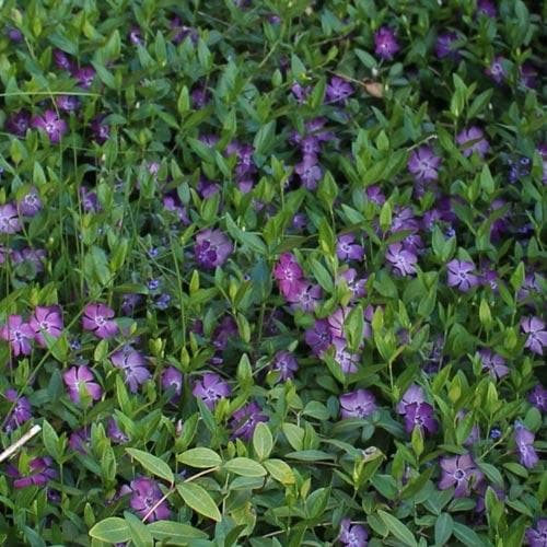 Vinca minor atropurpurea - Image 2