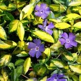 Vinca minor 'illumination' - Image 2