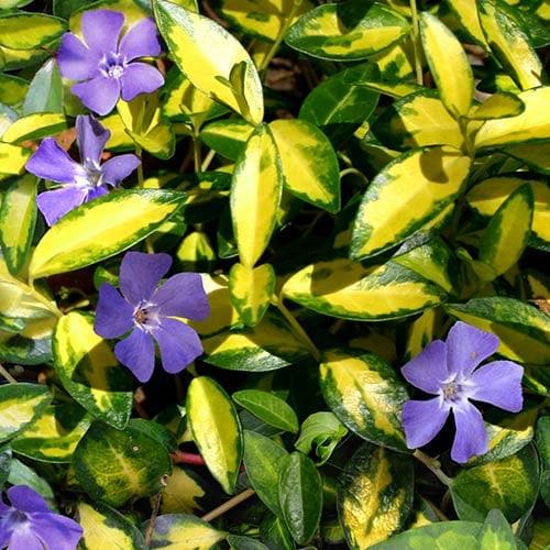 Vinca minor 'illumination' - Image 4