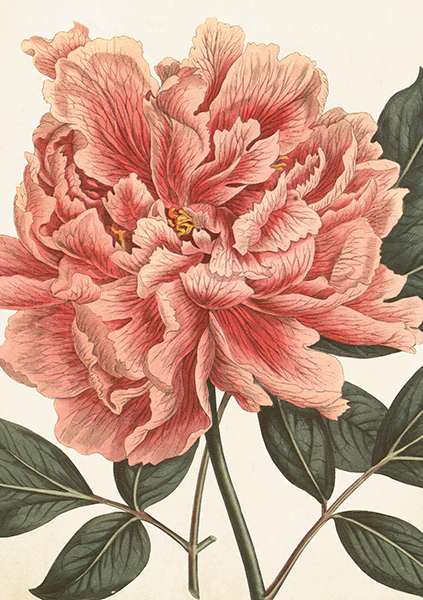 Greeting cards with envelopes - 12x17 cm- Fully Blown Pink Peony