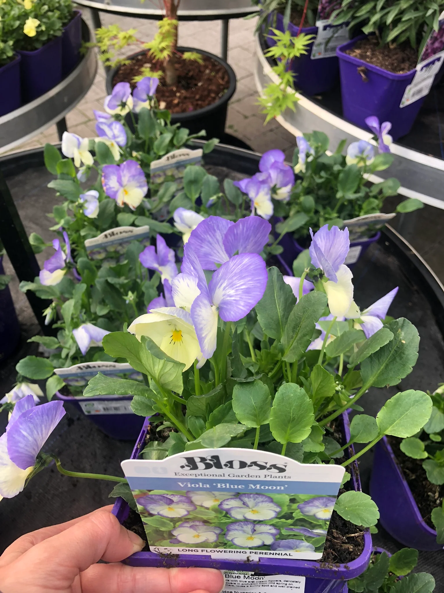 Viola 'Blue Moon' - Image 3