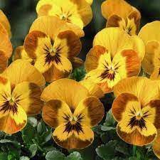 Viola Sorbet Honeybee Cellpak