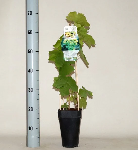 Vitis Vroege van der Laan S-pot(2,25 L) - Image 2