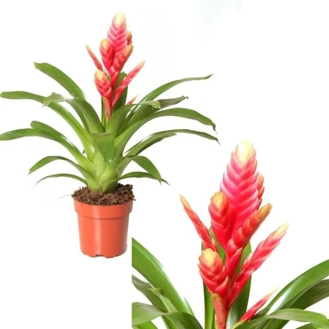 Vriesea Madonna P12