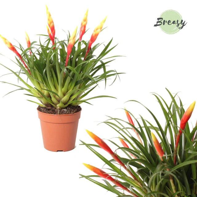 Vriesea Shannon  P12 - Image 2