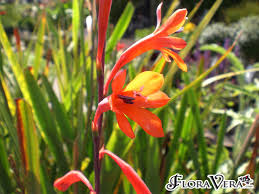 Watsonia Apricot Queen