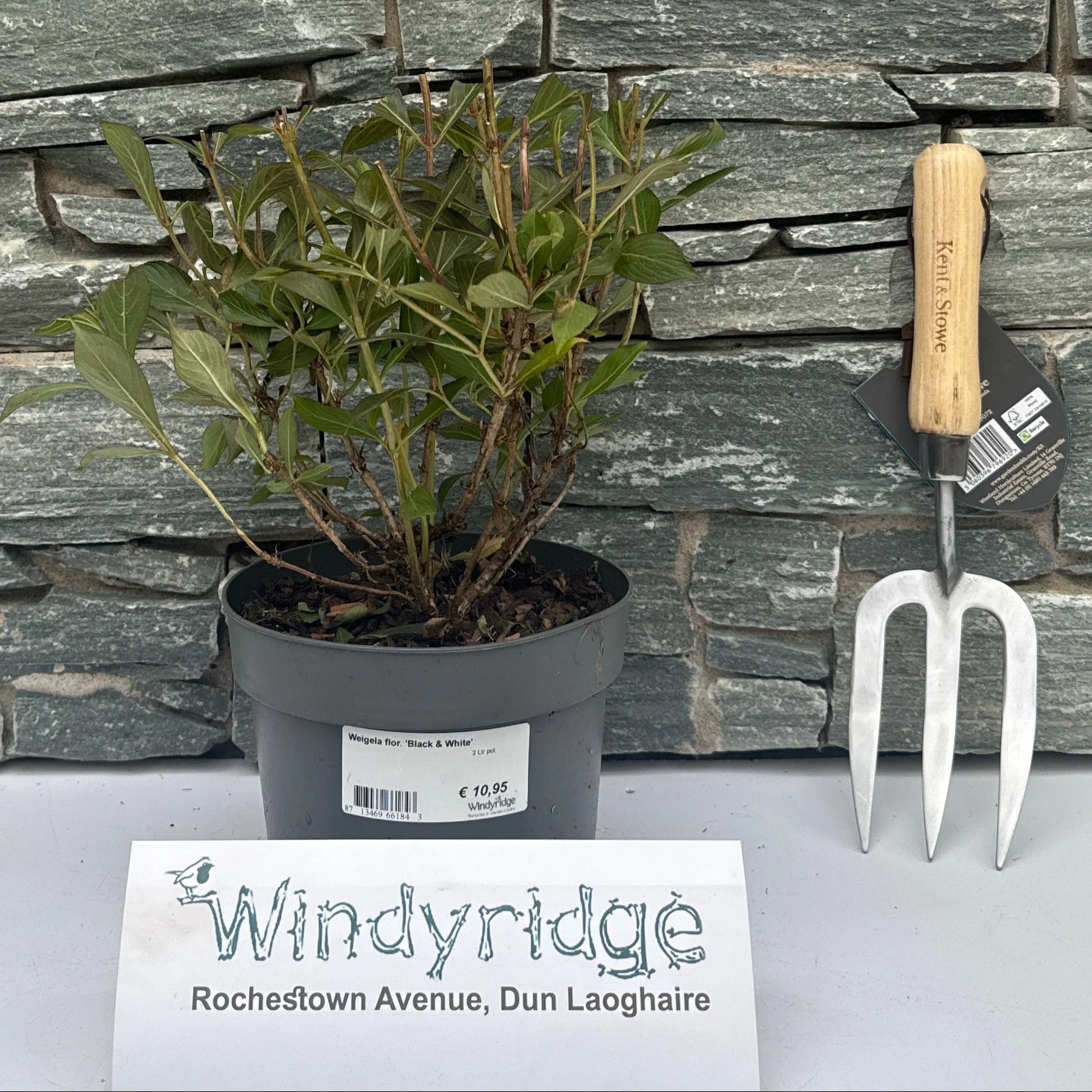 Weigela flor. Black & White 2 Ltr pot