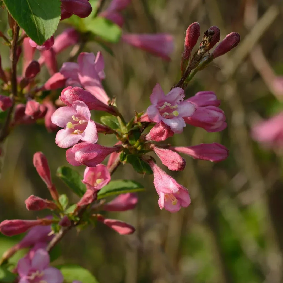 Weigela florida Big Love 5 Ltr pot