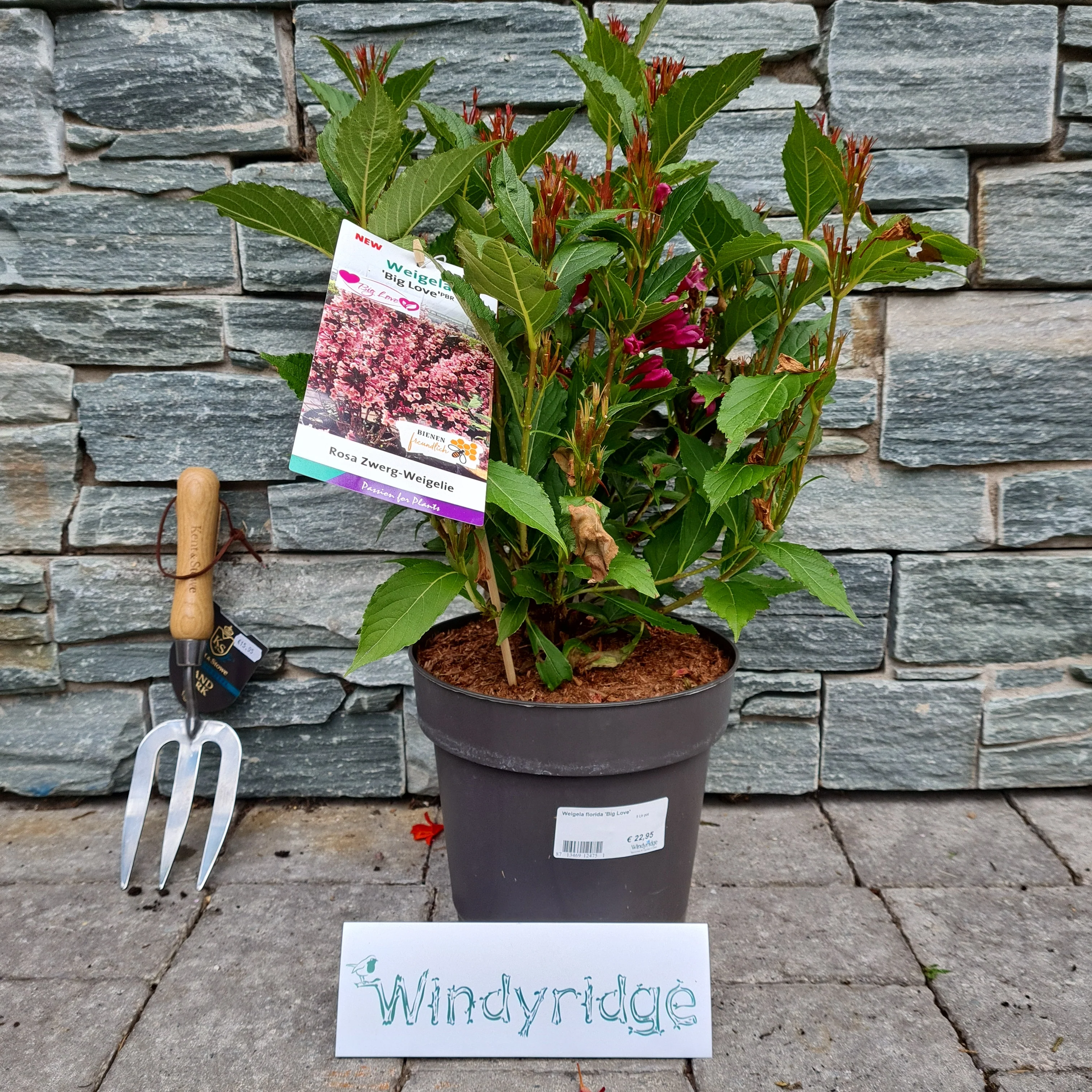 Weigela florida Big Love 5 Ltr pot - Image 2