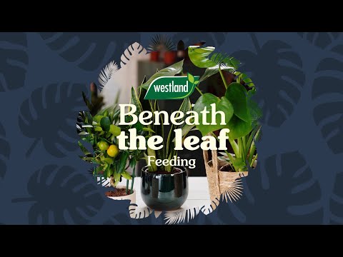 Westland Bonsai Feed Concentrate 200ml - Image 4