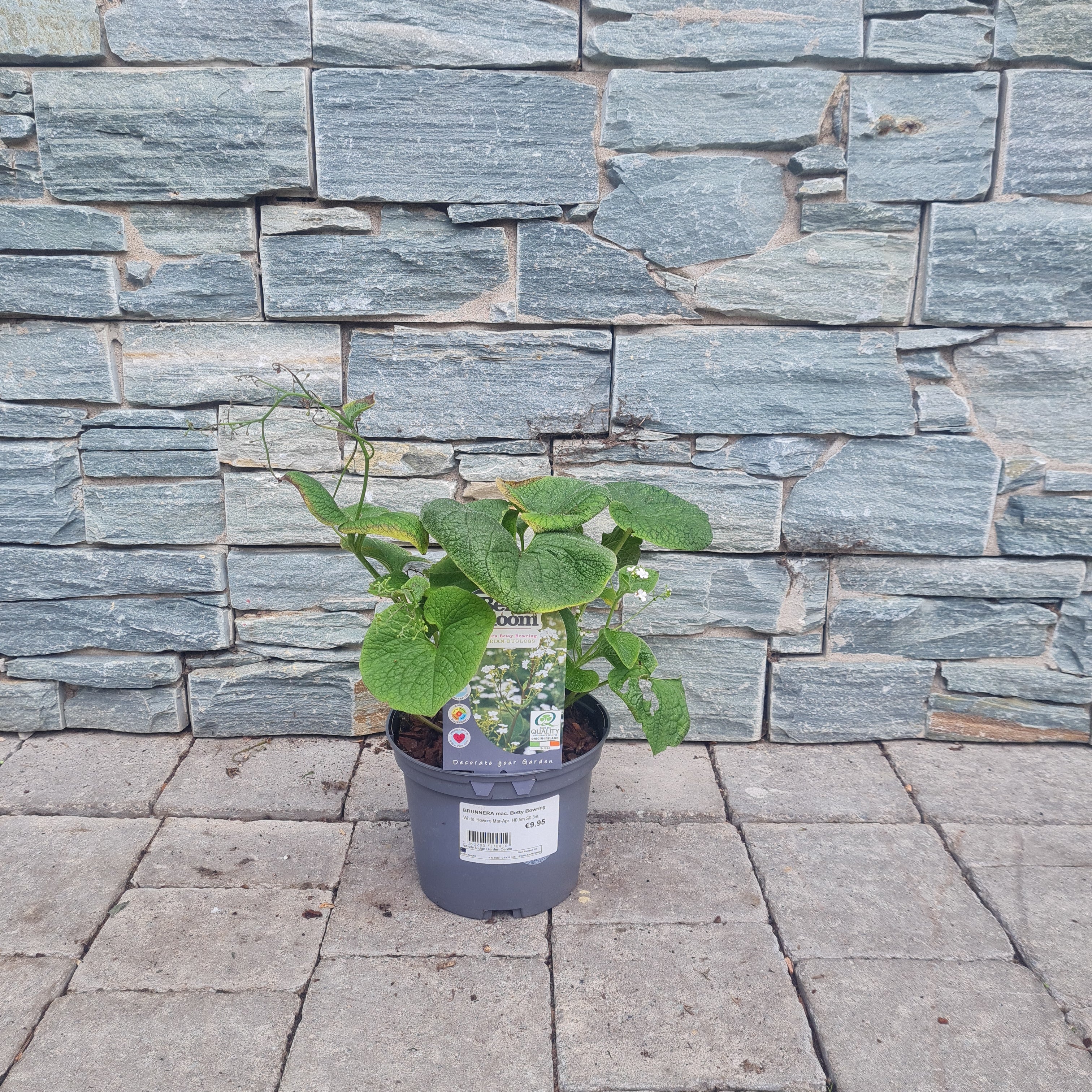 White Siberian Bugloss Brunnera Macrophylla Betty Bowring (2Ltr Pot) - Image 2