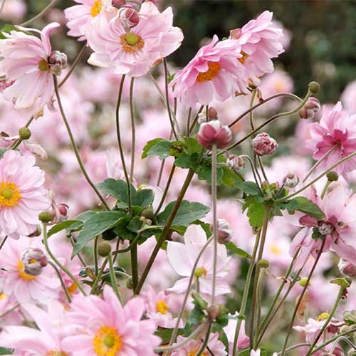 Windflower Anemone Hynigin Charlotte (2Ltr Pot) - Image 2