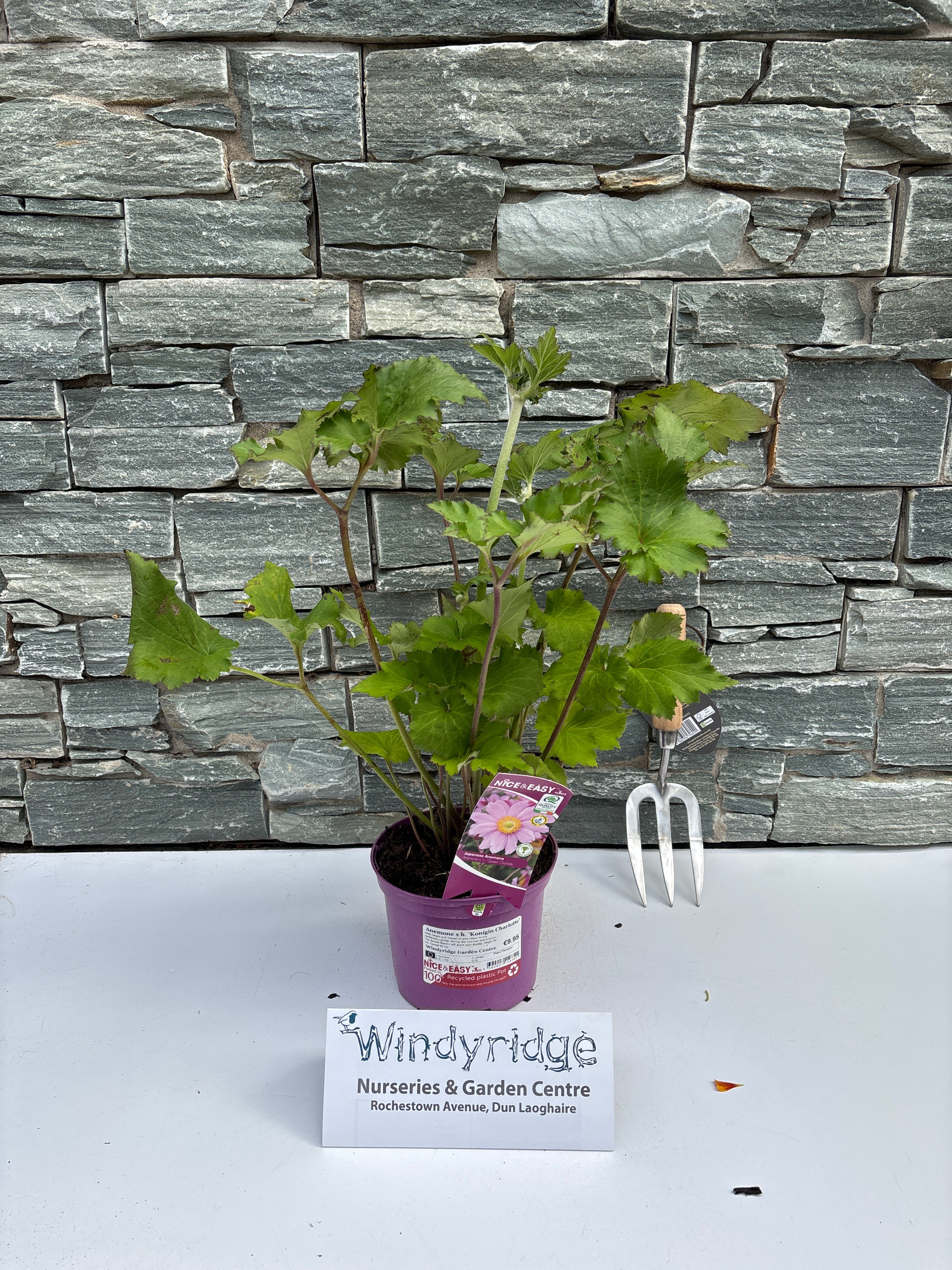 Windflower Anemone Hynigin Charlotte (2Ltr Pot) - Image 3