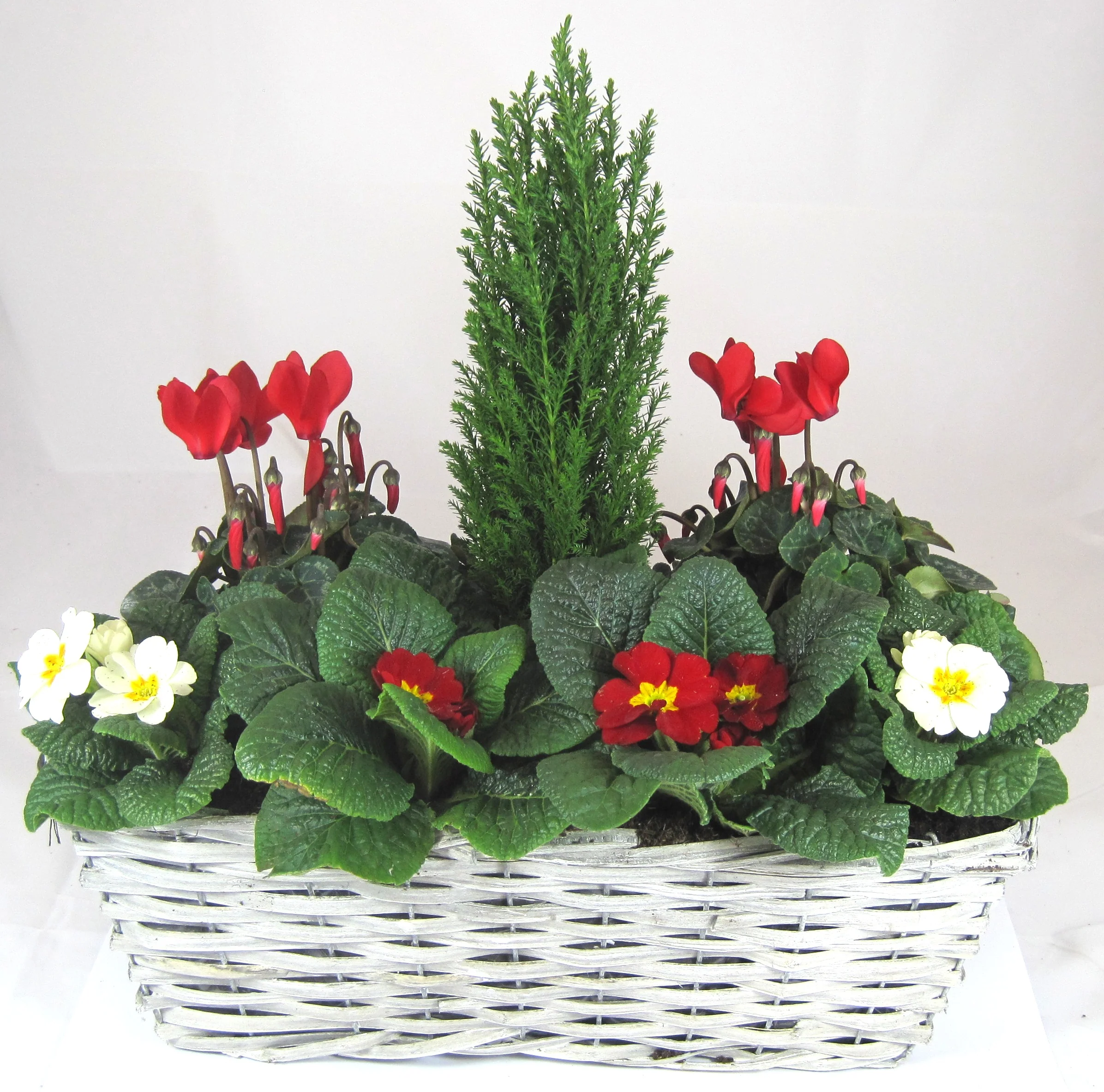 WINDOW BOX 43CM (Wicker)